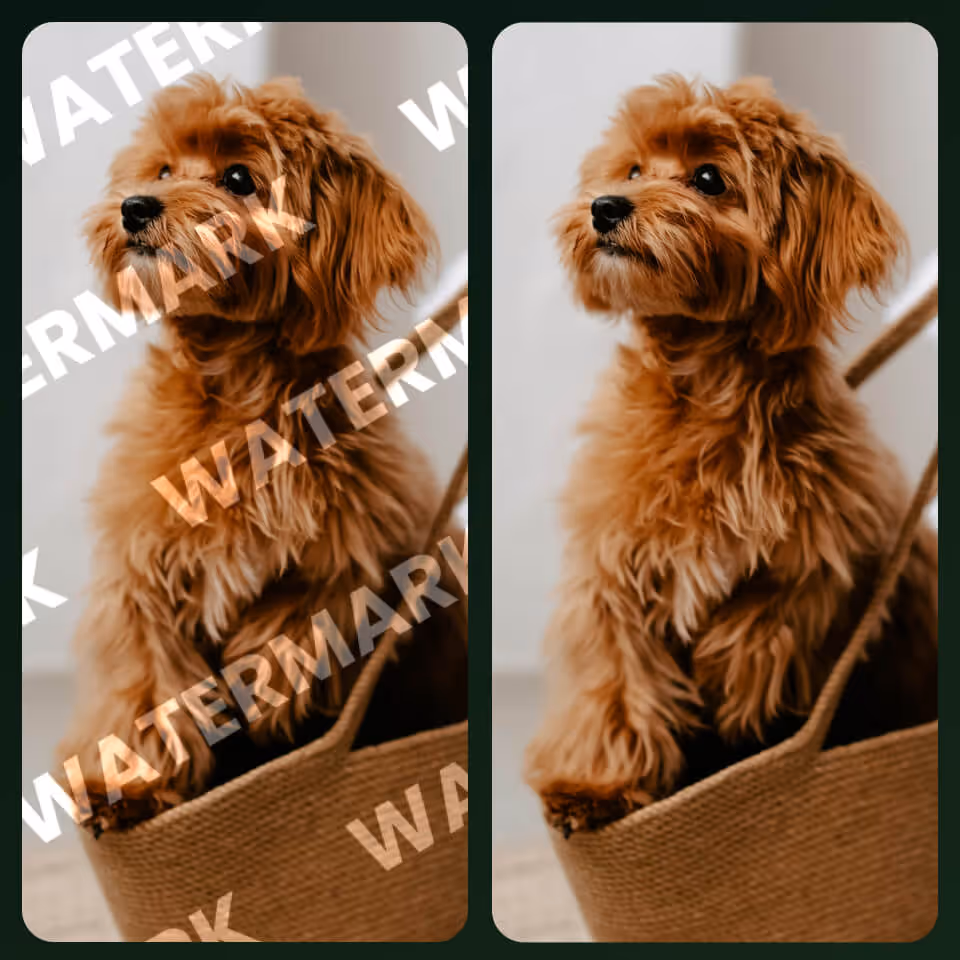 Xóa vật thể với PhotoCat AI